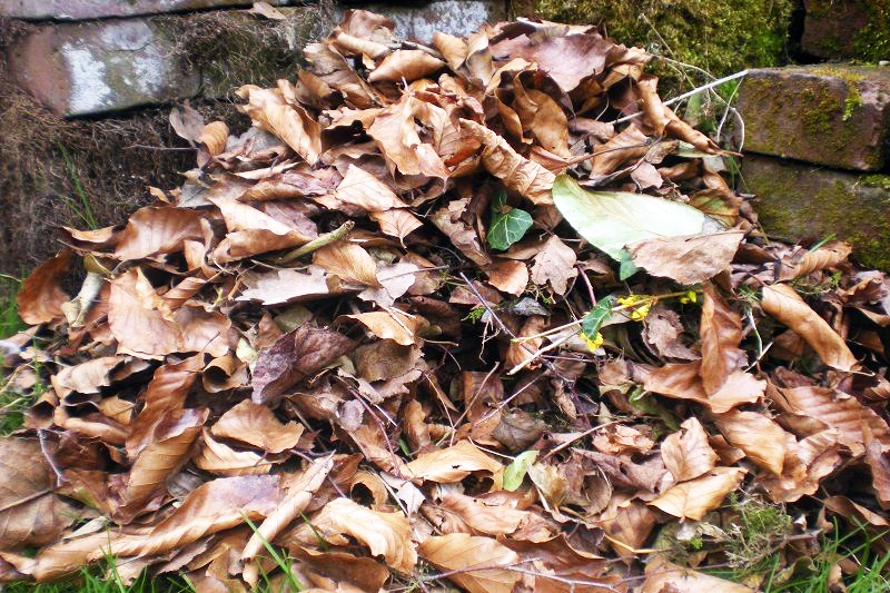 Dry leaves