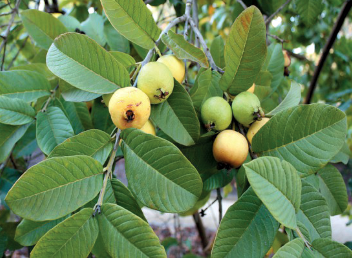 Dry leaves