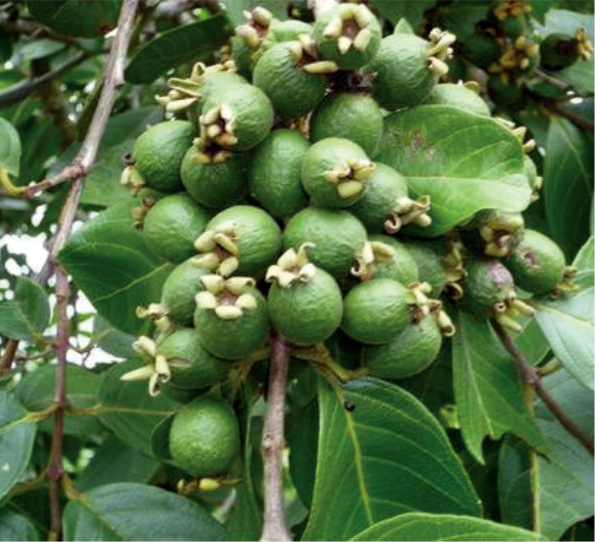 Dry leaves