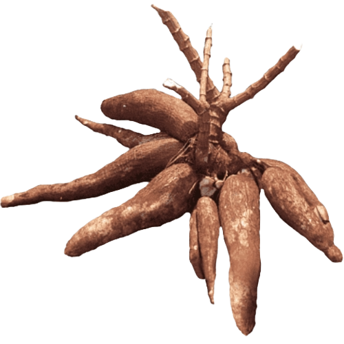 cassava