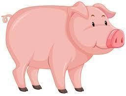 Pig