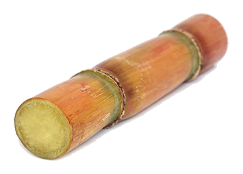 Sugar Cane