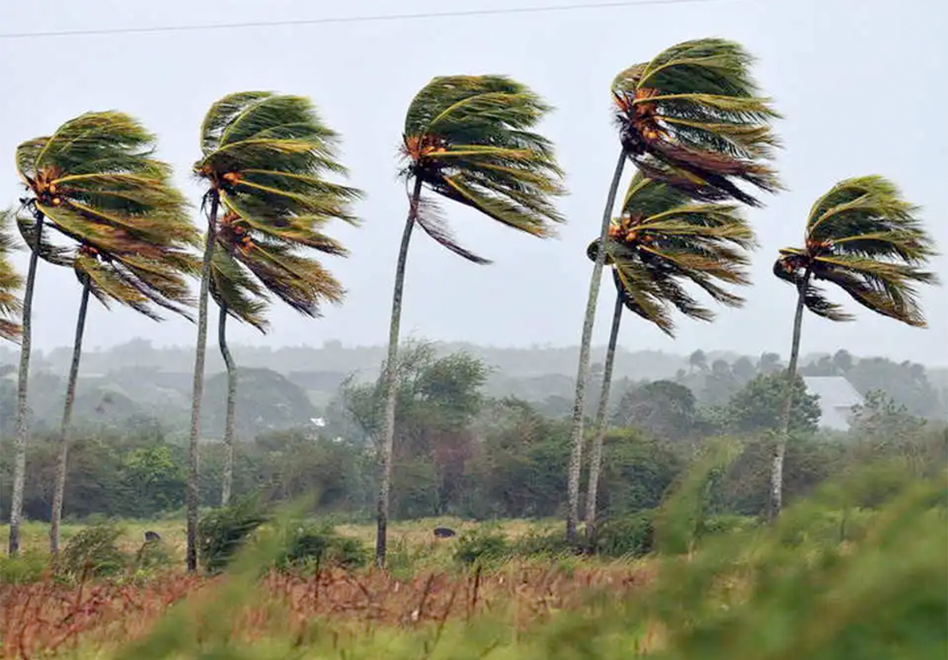 windy