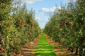 Apple orchard