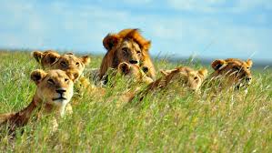 Herd of lions