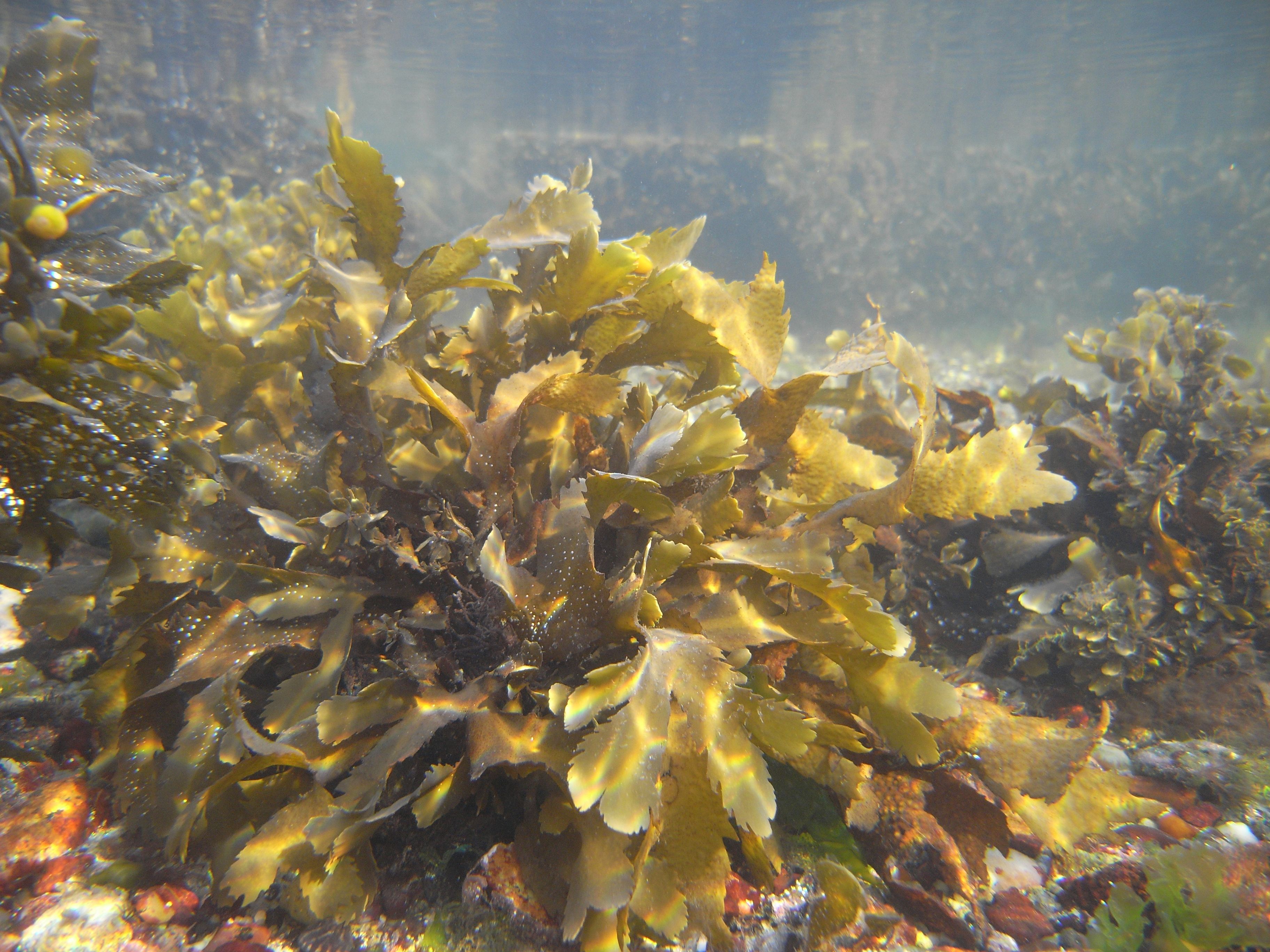 Seaweeds