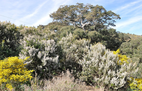 Plant diversity image 5